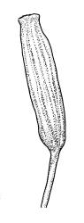 Encalypta rhaptocarpa, capsule, dry. Drawn from A.J. Fife 10283, CHR 483503.
 Image: R.C. Wagstaff © Landcare Research 2014 